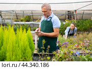 Serious male florist in uniform searching info about plant Cupressus Goldcrest Wilma on mobile phone in glasshouse. Стоковое фото, фотограф Яков Филимонов / Фотобанк Лори