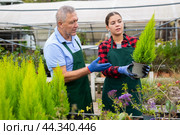 Two focused professional gardeners in uniform checking Cupressus Goldcrest Wilma plants in pots. Стоковое фото, фотограф Яков Филимонов / Фотобанк Лори