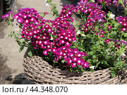 Необычные красно-белые цветы вегетативной вербены в искусственном ротанговом кашпо. Стоковое фото, фотограф Наталья Сухорукова / Фотобанк Лори