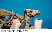 portrait of a camel with a blank sign in Egypt Dahab South Sinai. Стоковое фото, фотограф Артем Курутин / Фотобанк Лори