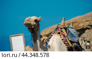 portrait of a camel with blank sign in Egypt Dahab South Sinai. Стоковое фото, фотограф Артем Курутин / Фотобанк Лори