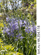 Camassia leichtlinii Caerulea flower in a garden. Стоковое фото, фотограф Ольга Сейфутдинова / Фотобанк Лори