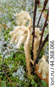 Monotropa hypopitys. Стоковое фото, фотограф Анна Кривицкая / Фотобанк Лори