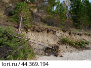 Uprooted and fallen pines on the slope and sandy shore washed away by the river. Стоковое фото, фотограф Сергей Фролов / Фотобанк Лори