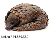 A pangolin curled up in its defensive position, scales tightly packed. Стоковое AI-изображение, AI-художник Veniamin Kraskov / Фотобанк Лори