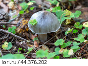 Гриб рядовка заострённая (Tricholoma virgatum) Стоковое фото, фотограф Ирина Яровая / Фотобанк Лори