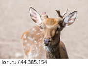 Portrait. A small fawn walks in a paddock on a ranch, on a private eco-farm or in a contact zoo. Animal husbandry. Love for animals. Стоковое фото, фотограф Photojuli / Фотобанк Лори