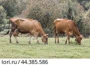 Livestock. Cows graze in a meadow. The concept of animal husbandry and rural life. Chipping of animals. A pet on an eco-farm. Agricultural industry. Стоковое фото, фотограф Photojuli / Фотобанк Лори