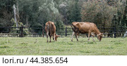 Livestock. Cows graze in a meadow. The concept of animal husbandry and rural life. Chipping of animals. A pet on an eco-farm. Agricultural industry. Стоковое фото, фотограф Photojuli / Фотобанк Лори
