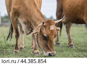 Livestock. Cows graze in a meadow. The concept of animal husbandry and rural life. Chipping of animals. A pet on an eco-farm. Agricultural industry. Стоковое фото, фотограф Photojuli / Фотобанк Лори
