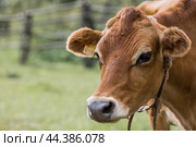 Livestock. Cows graze in a meadow. The concept of animal husbandry and rural life. Chipping of animals. A pet on an eco-farm. Agricultural industry. Стоковое фото, фотограф Photojuli / Фотобанк Лори