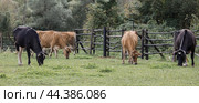 Livestock. Cows graze in a meadow. The concept of animal husbandry and rural life. Chipping of animals. A pet on an eco-farm. Agricultural industry. Стоковое фото, фотограф Photojuli / Фотобанк Лори