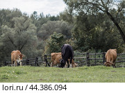 Livestock. Cows graze in a meadow. The concept of animal husbandry and rural life. Chipping of animals. A pet on an eco-farm. Agricultural industry. Стоковое фото, фотограф Photojuli / Фотобанк Лори