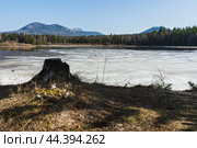 Весенние подснежники. Стоковое фото, фотограф Артур Ибрагимов / Фотобанк Лори