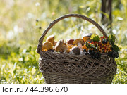 Noble edible mushrooms. Assorted mushrooms in a beautiful wicker basket in a birch forest. Beautiful texture of the natural background. Стоковое фото, фотограф Photojuli / Фотобанк Лори