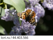 Butterfly Vanessa cardui on lilac flowers. Pollination blooming lilacs. Стоковое фото, фотограф Леонид Еремейчук / Фотобанк Лори