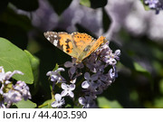 Butterfly Vanessa cardui on lilac flowers. Pollination blooming lilacs. Стоковое фото, фотограф Леонид Еремейчук / Фотобанк Лори