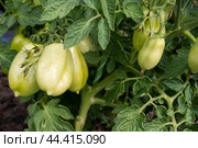 Unripe tomatoes in the greenhouse. Стоковое фото, фотограф VittoriaChe / Фотобанк Лори