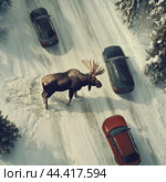 Top view of bull elk entering road, car before hitting moose. Стоковое AI-изображение, AI-художник Владимир Григорьев / Фотобанк Лори