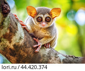 Tarsier monkey (Tarsius Syrichta) on the tree in natural jungle environment. Стоковое AI-изображение, AI-художник Veniamin Kraskov / Фотобанк Лори