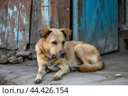 Distressed Abused dirty dog sitting outside. Generate ai. Стоковое AI-изображение, AI-художник Иван Рябоконь / Фотобанк Лори