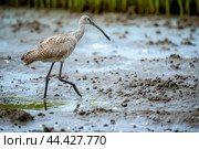 Bird in dirty pond water. Generate ai. Стоковое AI-изображение, AI-художник Иван Рябоконь / Фотобанк Лори