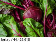 Green Beet leaves. Generate Ai. Стоковое AI-изображение, AI-художник Иван Рябоконь / Фотобанк Лори