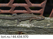 A quick or ordinary lizard basks in the garden on the board of an old fence. Quick lizard, or an ordinary lizard (lat. Lacerta agilis is a species of lizard from the family of true lizards. Стоковое фото, фотограф Андрей Жигальцов / Фотобанк Лори