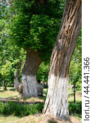 An elderly man in a skullcap in a park among old trees in Samarkand, Uzbekistan (2024 год). Стоковое фото, фотограф Сергей Фролов / Фотобанк Лори