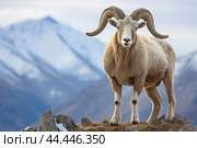 Mountain wild argali on the top of a rock against the backdrop of a mountain landscape. Стоковое AI-изображение, AI-художник Veniamin Kraskov / Фотобанк Лори