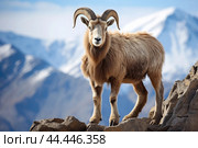 Mountain wild argali on the top of a rock against the backdrop of a mountain landscape. Стоковое AI-изображение, AI-художник Veniamin Kraskov / Фотобанк Лори