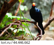 Violet turaco on tree branch. Стоковое фото, фотограф Яков Филимонов / Фотобанк Лори