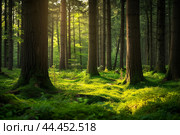 Serene Beautiful trees in forest at morning. Generate Ai. Стоковое AI-изображение, AI-художник Иван Рябоконь / Фотобанк Лори