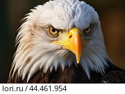 Bald eagle - haliaeetus leucocephalus closeup. Стоковое AI-изображение, AI-художник Veniamin Kraskov / Фотобанк Лори
