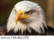 Bald eagle - haliaeetus leucocephalus closeup. Стоковое AI-изображение, AI-художник Veniamin Kraskov / Фотобанк Лори