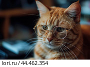 Scholarly ginger cat wearing glasses. Стоковое AI-изображение, AI-художник Иван Рябоконь / Фотобанк Лори