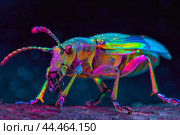 Vibrant macro shot of a weevil beetle under ultraviolet light, showcasing iridescent colors. Стоковое AI-изображение, AI-художник Иван Рябоконь / Фотобанк Лори