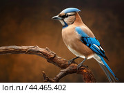 Eurasian jay - garrulus glandarius. Стоковое AI-изображение, AI-художник Veniamin Kraskov / Фотобанк Лори