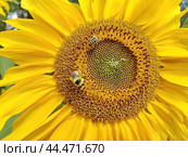 Яркий подсолнух. Подсолнечник (лат. Helianthus, «цветок солнца») происходит от греческих слов helios («солнце») и anthemon («цветок»). Стоковое фото, фотограф Сергей Елизарьев / Фотобанк Лори