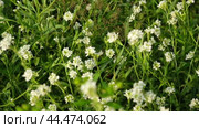 Berteroa incana is a flowering plant in the mustard family, Brassicaceae. Its common names is alyssum, false hoary madwort, hoary berteroa and hoary alison. The plant is toxic to horses. Стоковое видео, видеограф Марина Демидюк / Фотобанк Лори