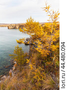 Bright autumn landscape of Baikal Lake on sunny October day. Coast of Olkhon Island. View of yellowed larch trees on background of Small Sea. Natural seasonal backdrop. Travel and outdoor recreation. Стоковое фото, фотограф Виктория Катьянова / Фотобанк Лори