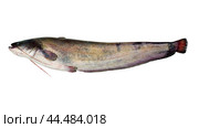 Сом обыкновенный на изолированном фоне  ( Silurus glanis Linnaeus, 1758 ) - промысловая рыба Волго-Каспийского бассейна. Стоковое фото, фотограф Павел Просянов / Фотобанк Лори