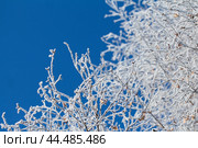 The branches are covered in white hoarfrost on a frosty winter sunny day. Frosty weather concept. Ветки покрыты белым инеем морозным зимним солнечным днем на фоне голубого неба. Концепция морозной погоды. Стоковое фото, фотограф Ольга Петрова-Апостолова / Фотобанк Лори