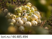 Fall apple harvest in a wicker basket in the garden. Осенний урожай яблок сорта Антоновка в плетеной корзине в саду. Стоковое фото, фотограф Ольга Петрова-Апостолова / Фотобанк Лори