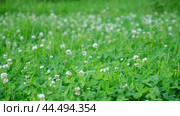Trifolium pratense, the white clover in the meadow. White-flowered clover and Poa annua, or annual meadow grass on the lawn in summer in the sunlight. Стоковое видео, видеограф Марина Демидюк / Фотобанк Лори
