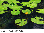 Кувшинка- Кубышка желтая(Núphar lútea) Стоковое фото, фотограф Андрей Иванов / Фотобанк Лори