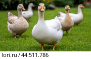 A group of ducks are standing in a grassy field, AI. Стоковое AI-изображение, AI-художник Сергей Старуш / Фотобанк Лори