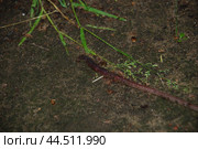 An earthworm crawls on the ground. Стоковое фото, фотограф Andrew_Swarga / Фотобанк Лори