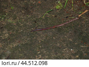 An earthworm crawls on the ground. Стоковое фото, фотограф Andrew_Swarga / Фотобанк Лори