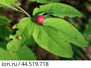 Галлы насекомого - Орехотворка розанная (Diplolepis rosae). Развитие личинок на листе шиповника. Стоковое фото, фотограф Евгений Мухортов / Фотобанк Лори